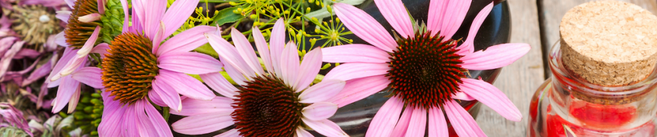 Echinacea is a great immune herb we use at Shine Health Wellbeing Centre